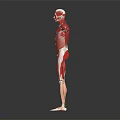Medical Device 3D Human Muscle Structure Visualization Model for Anatomy Teaching Tool