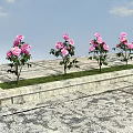 Four Pink Flower Plants With Green Leaves Arranged On Stone Ground Against Blue Sky With Clouds