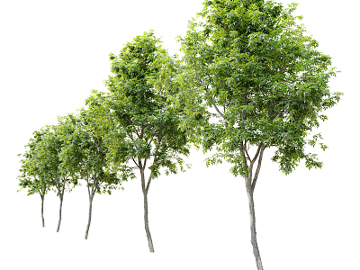 Modern Tree Landscape Trees 3d model