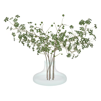 Transparent Glass Vase with Wide Base Holding Fresh Green Branches and Small Buds 3d model