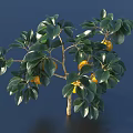 Fresh Oranges Hanging On Tree Branch With Green Leaves And Blue Sky