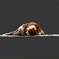 Brown and white dog resting comfortably on light gray mat with gray background