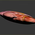 Abdominal Organs 3D Anatomical Model Showing Stomach Liver And Intestines Structure