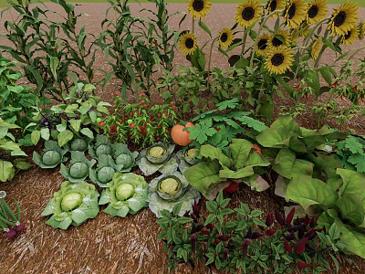 Fresh Vegetables Growing in Garden with Cabbage Tomatoes Sunflowers Green Leaves and Soil 3d model