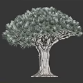 Lush Evergreen Pine Tree With Dense Green Foliage And Thick Brown Trunk