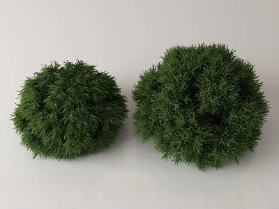 Two Green Round Shrubs With Dense Foliage Isolated On White Background 3d model