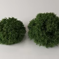 Two Green Round Shrubs With Dense Foliage Isolated On White Background 3d model