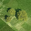 Aerial View Of Lush Trees On Green Grass Field With Sunlit Shadows