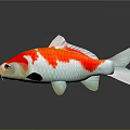 Vibrant Red And White Koi Fish With Reflection On Dark Surface
