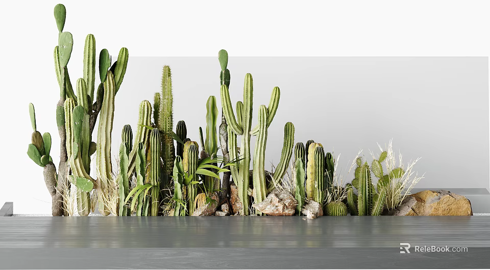 Various Green Potted Cactus Plants with Natural Rocks for Indoor Home Decor 3d model 