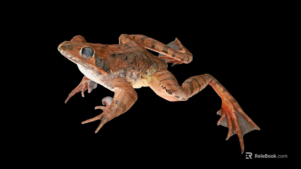 Close Up Of Brown Spotted Frog With Webbed Feet On Black Background 3d model 