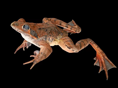 Close Up Of Brown Spotted Frog With Webbed Feet On Black Background 3d model