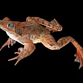 Close Up Of Brown Spotted Frog With Webbed Feet On Black Background