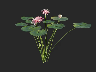 Aquatic Plants With Pink Lotus Flowers and Green Lily Pads in Natural Bloom 3d model