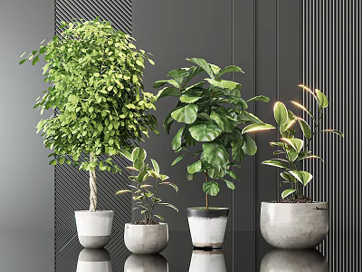 Leafy Green Bonsai Potted Plants In Various Modern Pots For Indoor Home Decor 3d model