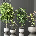Leafy Green Bonsai Potted Plants In Various Modern Pots For Indoor Home Decor