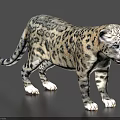 Realistic Snow Leopard With Spotted Gray Fur And White Paws In Standing Pose