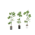 Decorative Indoor Bonsai Plants With Green Leaves In Different Colored Ceramic Pots
