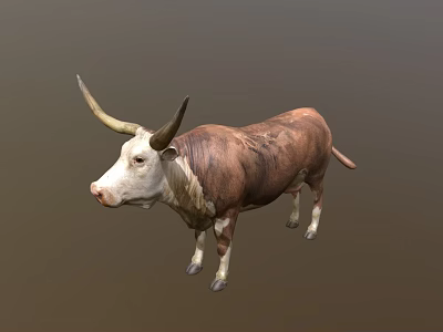 Brown And White Bull With Long Horns Standing On Plain Background 3d model