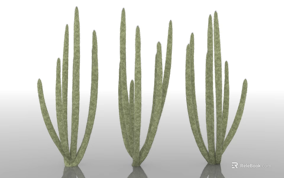 Green Trees with Long Slender Stems and Fresh Foliage in Natural Scene 3d model 