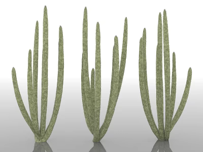 Green Trees with Long Slender Stems and Fresh Foliage in Natural Scene 3d model