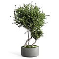 Lush Green Bonsai Plants With Twisted Trunks In Gray Decorative Pots