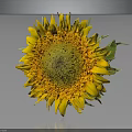 A Beautiful Sunflower With Yellow Petals Dark Center And Green Leaves Against Dark Background