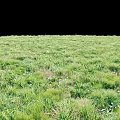 Lush Green Meadow With Diverse Grasses And Herbs Under Clear Sky And Horizon
