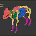 Modern Skeleton Animal Skeleton Animal Skeleton 3d model