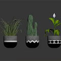 Stylish Indoor Houseplants in Decorative Ceramic Pots with Geometric Patterns and Reflections on Dark Background