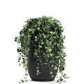 Lush Green Hanging Basket Plants with Cascading Vines for Home Decor