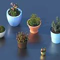 Potted Bonsai Plants in Colorful Pots with Various Small Green Plants and Decorative Design