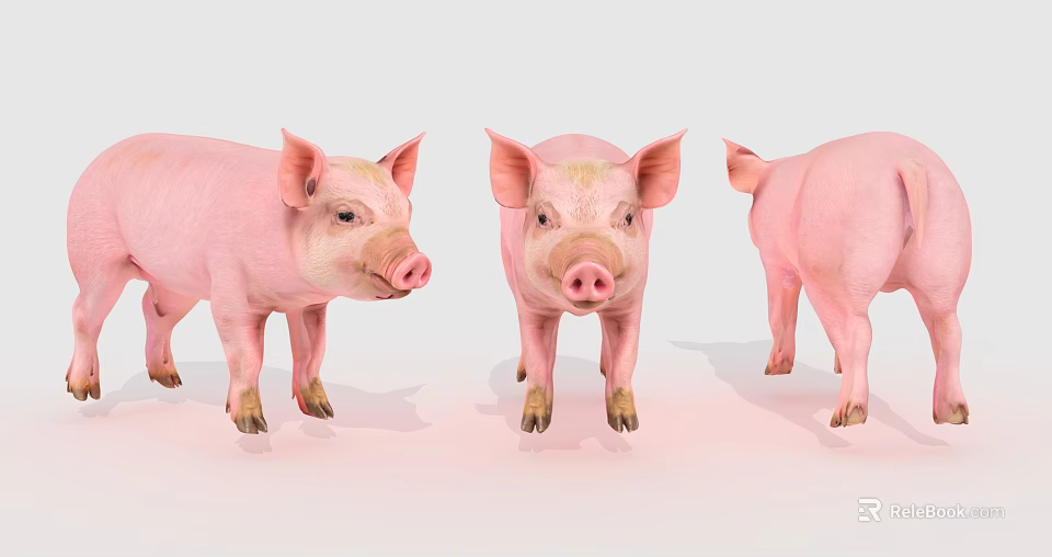 Three Pink Pigs Displaying Front Side And Back Views On White Surface 3d model
