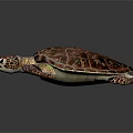 Vibrant Sea Turtle Showcasing Colorful Shell Patterned Flippers And Texture 3d model