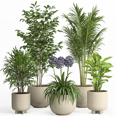 Various Green Leafy Plants With Purple Flowers In Ceramic Pots Arrangement 3d model