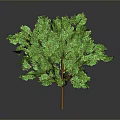 Lush Green Tree With Brown Trunk And Dense Foliage On Gray Background