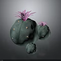 Decorative Indoor Cactus Plants With Purple Flowers Green Bodies And White Spots In Three Sizes