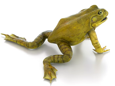 Green Reptile With Yellow Patterns On Body And Webbed Limbs Against White Background 3d model