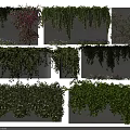 Various Climbing Vines With Hanging Green Foliage And Small Flowers On Wall Background