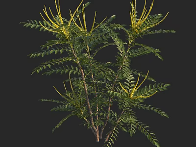 Lush Green Shrub with Vibrant Yellow Flower Spikes and Fresh Foliage for Garden Landscaping 3d model