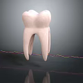 Anatomical 3D Tooth Organ Model With Colorful Lines And Black Background Reflection