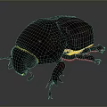 Shiny Dark Beetle With Orange Accents And Detailed Exoskeleton Close Up