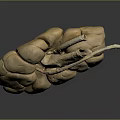 Medical Device Human Organ Anatomy Model for Medical Education Training with Detailed Structure