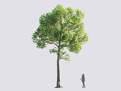 Tall Arbor Tree with Lush Green Foliage and Strong Trunk Near Little Girl Silhouette 3d model