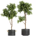 Bonsai Potted Plants With Lush Green Foliage And Slender Trunks In Black Planters
