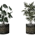 Potted Bonsai Plants Featuring Tropical And Slender Leaves In Dark Textured Pots With Pebbles