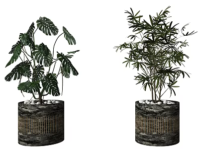 Potted Bonsai Plants Featuring Tropical And Slender Leaves In Dark Textured Pots With Pebbles 3d model