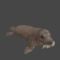 Realistic 3D Walrus Model With Long Tusks And Thick Whiskers On Black Background
