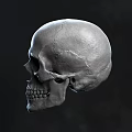 Three Detailed Human Skull 3D Models With Different Angles And Textures