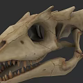 Reptile Skull Fossil With Sharp Teeth And Detailed Skeleton Structure 3d model